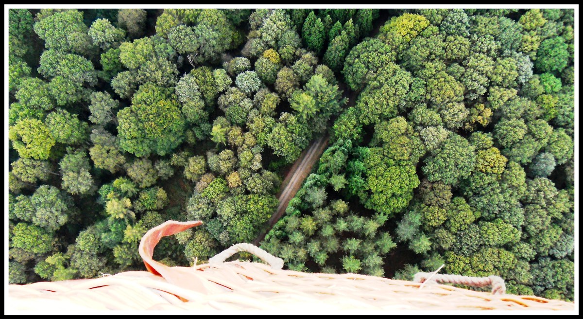 Trees of broccoli during our hot air balloon.