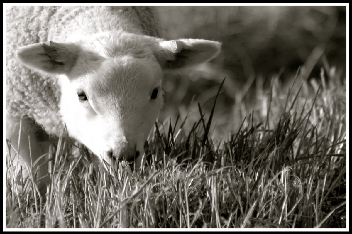 close up photo of a lamb as it eats grass and looks into the camera