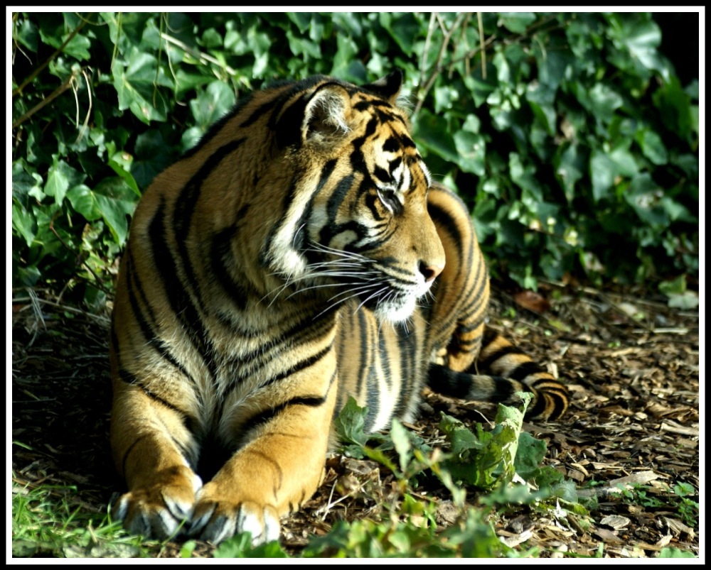 a tiger lying down as it's face glows in the sunlight