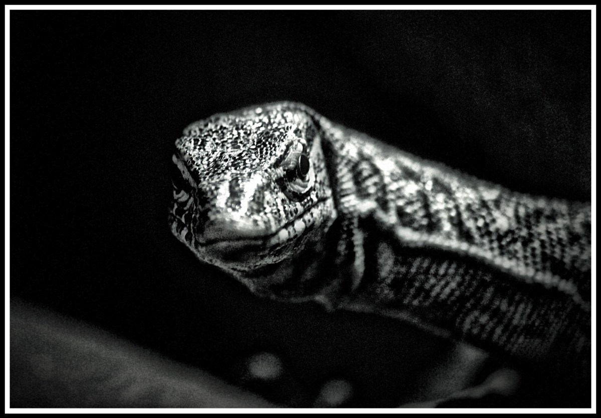 A close up photo of a lizard smiling