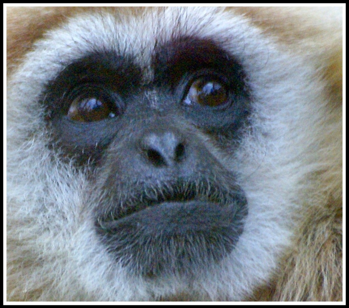 A portrait of a black faced monkey looking up and back over his left shoulder