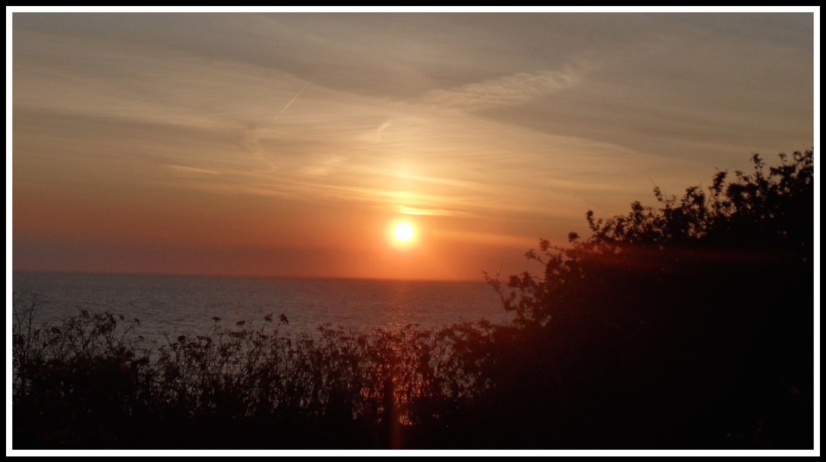 orange sunset shining over bushes