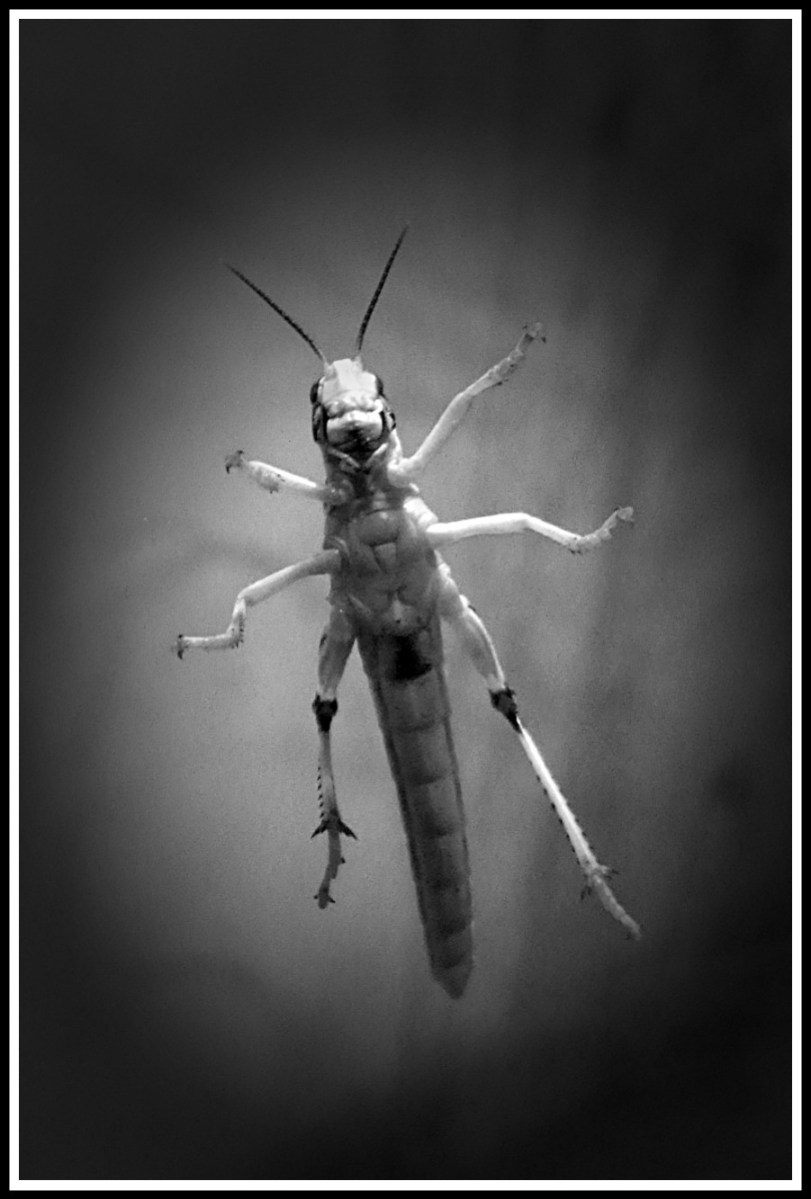 photo of a stick insect stuck to the glass smiling straight into the camera