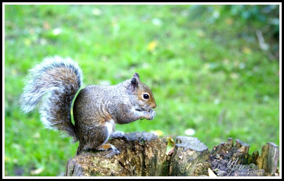 a side profile of a squirrel sat on a log eating