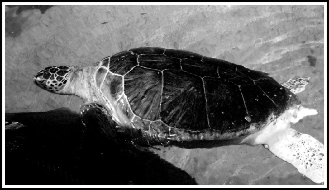 a side profile of a turtle power swimming across the top of the water