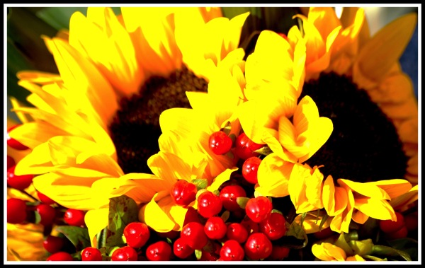 Click to see the full flowers gallery