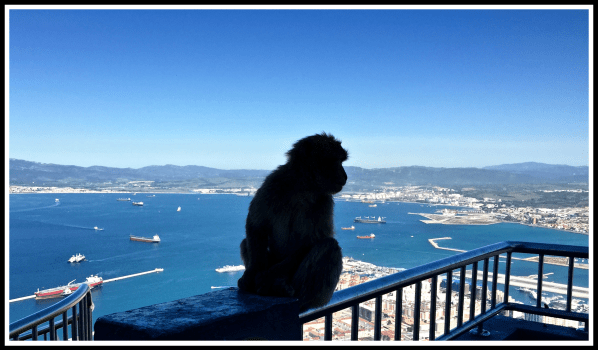 Gibraltar Monkey.png Photo of a monkey sat on a railing fence looking out ove the bay of Gibraltar