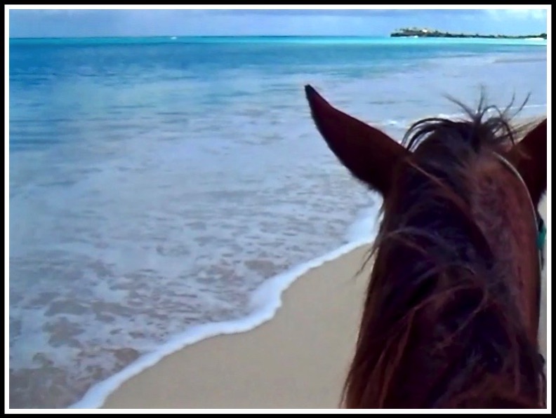 A photo from on the horse looking forwards with its head in view overlooking the stunning sea and beach at St James Beach, Antigua