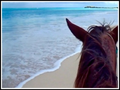 A photo from on the horse looking forwards with its head in view overlooking the stunning sea and beach at St James Beach, Antigua