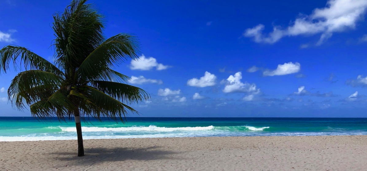 A palm tree on the left aurround by perfect Caribbean blue sea and white sands