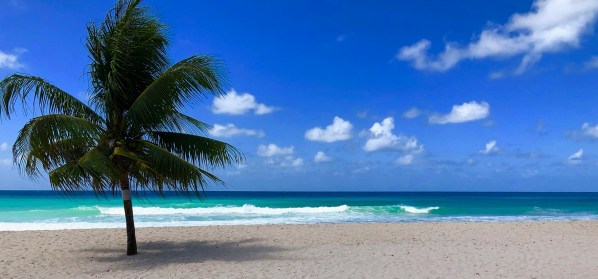 A palm tree on the left aurround by perfect Caribbean blue sea and white sands