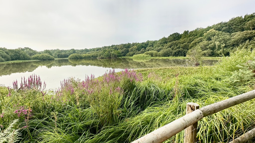 Scenic view of a serene lake surrounded by lush greenery and flowering plants, with a wooden railing in the foreground.
